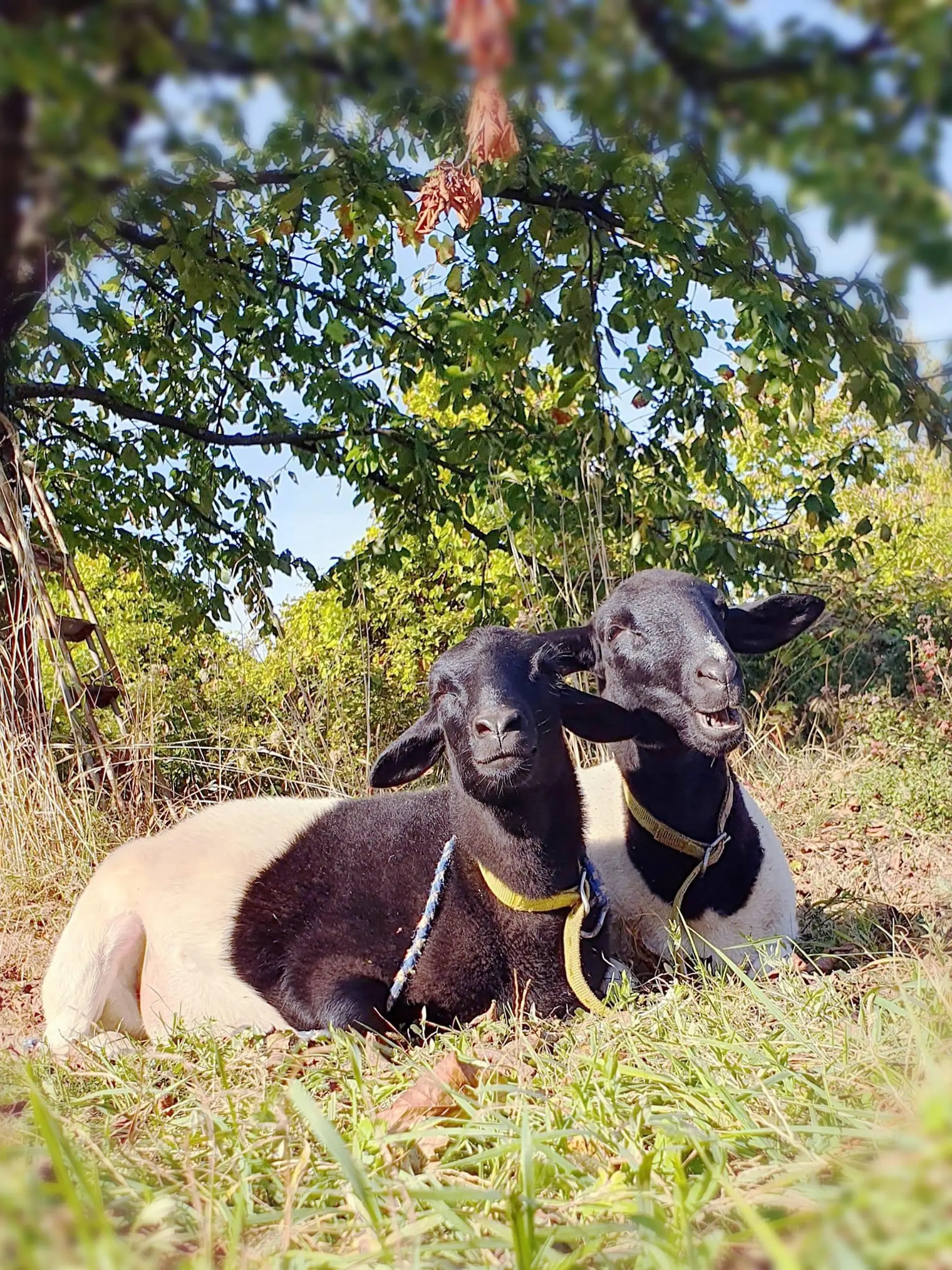 Luise und Lotte auf ihrer Weide bei Leimen, Baden-Württemberg.