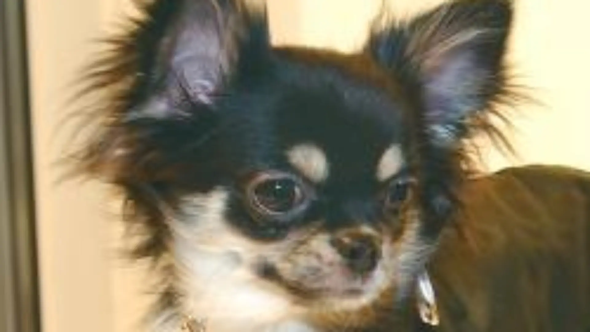 Der aus Mexiko stammende Chihuahua Chiara (sieben Monate) steht am Dienstag (30.01.2007) in Hamburg mit einem Regencape (namens "Hunting") bekleidet erwartungsvoll in der Hundeboutique "V.I.Pets - Luxury goods & food for peds". Luxusmöbel und exklusive Bekleidung, Accessoirs wie Düfte, edle Halsbänder und Leinen sowie Ausgehtaschen und kunstvoll gefertigte Fressnäpfe für Hunde kommen immer mehr in Mode und lassen die Herzen von Herrchen und Frauchen höher schlagen. Foto: Wolfgang Langenstrassen dpa/lno +++(c) dpa - Report+++