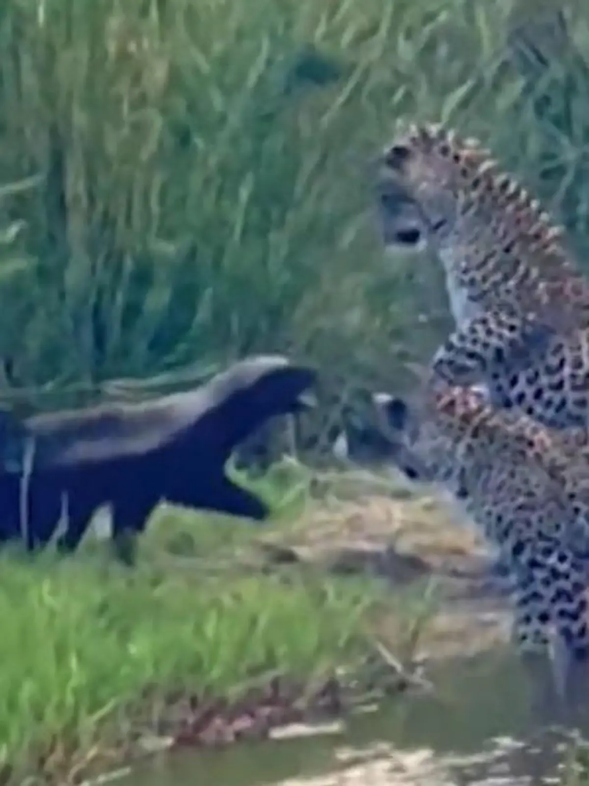 Ein Honigdachs hat im Kampf gegen drei Leoparden keine Chance? Falsch gedacht! Das beweist dieses furchtlose Exemplar, als es auf eine Leopardenmutter und ihre beiden Jungen im Kruger-Nationalpark trifft. Wie der Honigdachs die Raubkatzen besiegt, zeigen wir im Video.