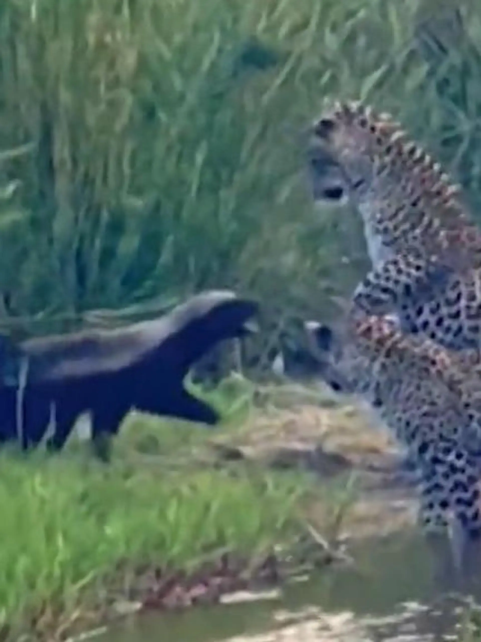 Ein Honigdachs hat im Kampf gegen drei Leoparden keine Chance? Falsch gedacht! Das beweist dieses furchtlose Exemplar, als es auf eine Leopardenmutter und ihre beiden Jungen im Kruger-Nationalpark trifft. Wie der Honigdachs die Raubkatzen besiegt, zeigen wir im Video.