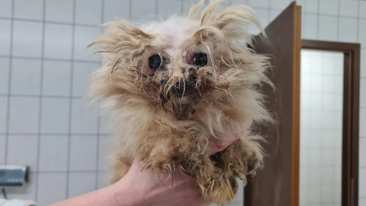 Verwahrloste Tiere Stralsund