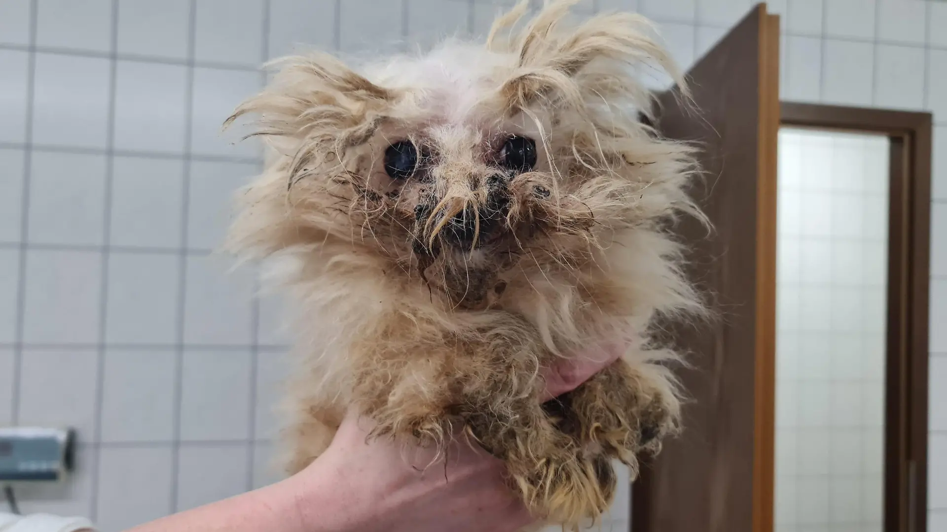 Verwahrloste Tiere Stralsund