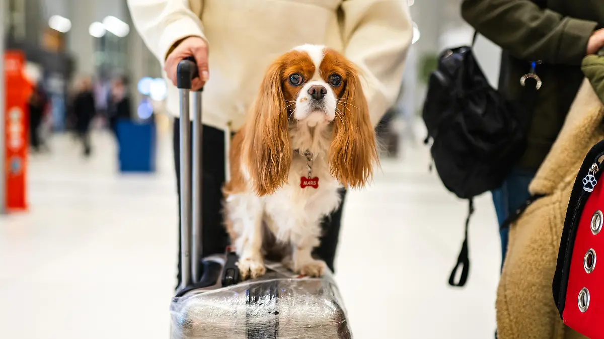 Photo of cute dog sitting on suitcase at airport