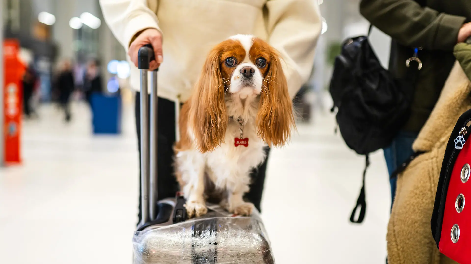Photo of cute dog sitting on suitcase at airport