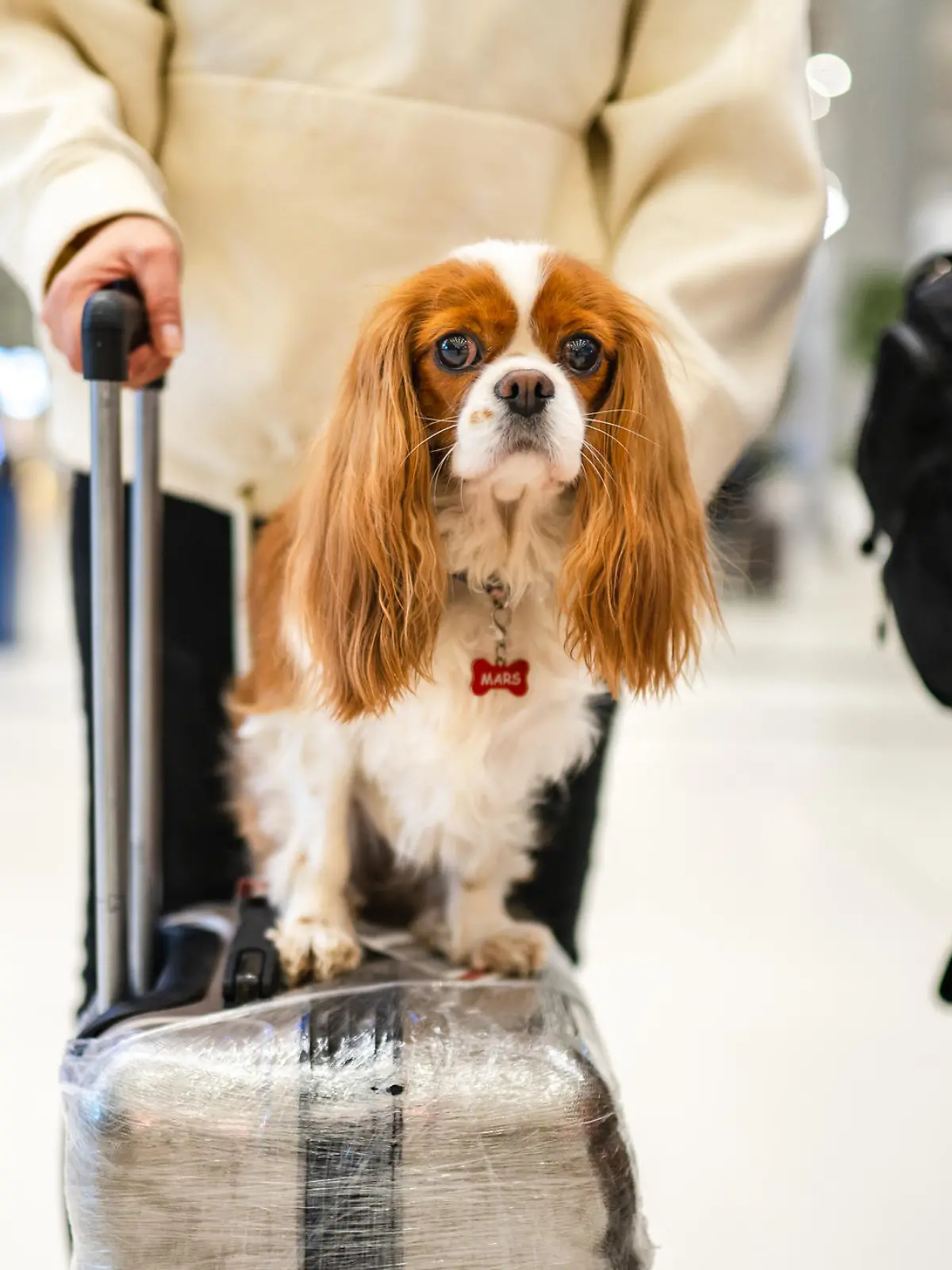 Photo of cute dog sitting on suitcase at airport