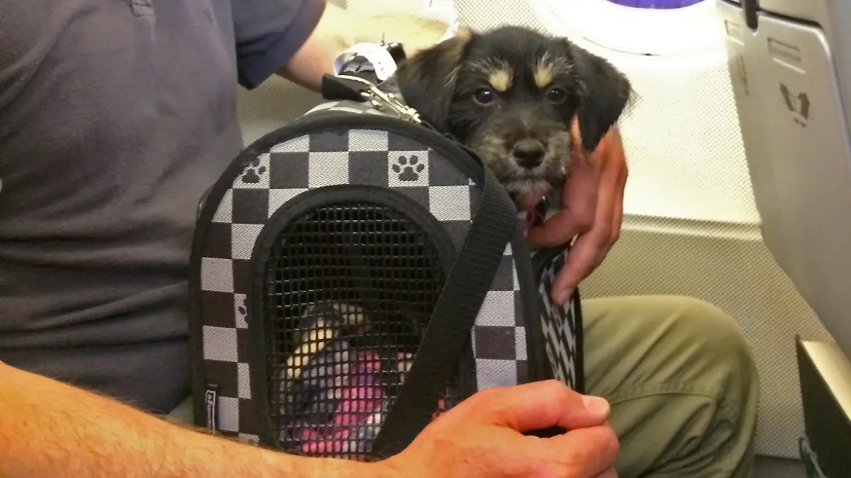 20.06.2014, Griechenland, Insel Kreta. Ein Flugpate transportiert einen kleinen Hund in einer Box als Handgepaeck nach Deutschland. Eine Kretische Tierschutz-Organisation hat sich darauf spezialisiert, Herrenlose Hunde per Flugpaten nach Deutschland in einen neue Heimat zu bringen. || Mindestpreis 20 Euro