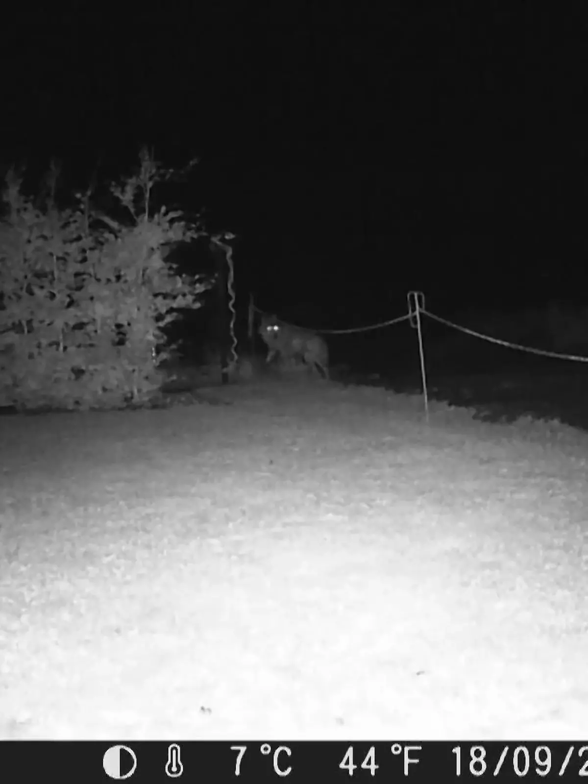 Es sind diese leuchtenden Augen, die Benjamin Ehrlich und seiner Lebensgefährtin Jana Schiefer Angst machen. Denn seit Ende Juni geht ein Wolf durch ihre Wohnsiedlung in der Gemeinde Liebschützberg in Sachsen. Und dieser hat kein Problem damit, auf Tuchfühlung zu gehen. Mehr dazu im Video.