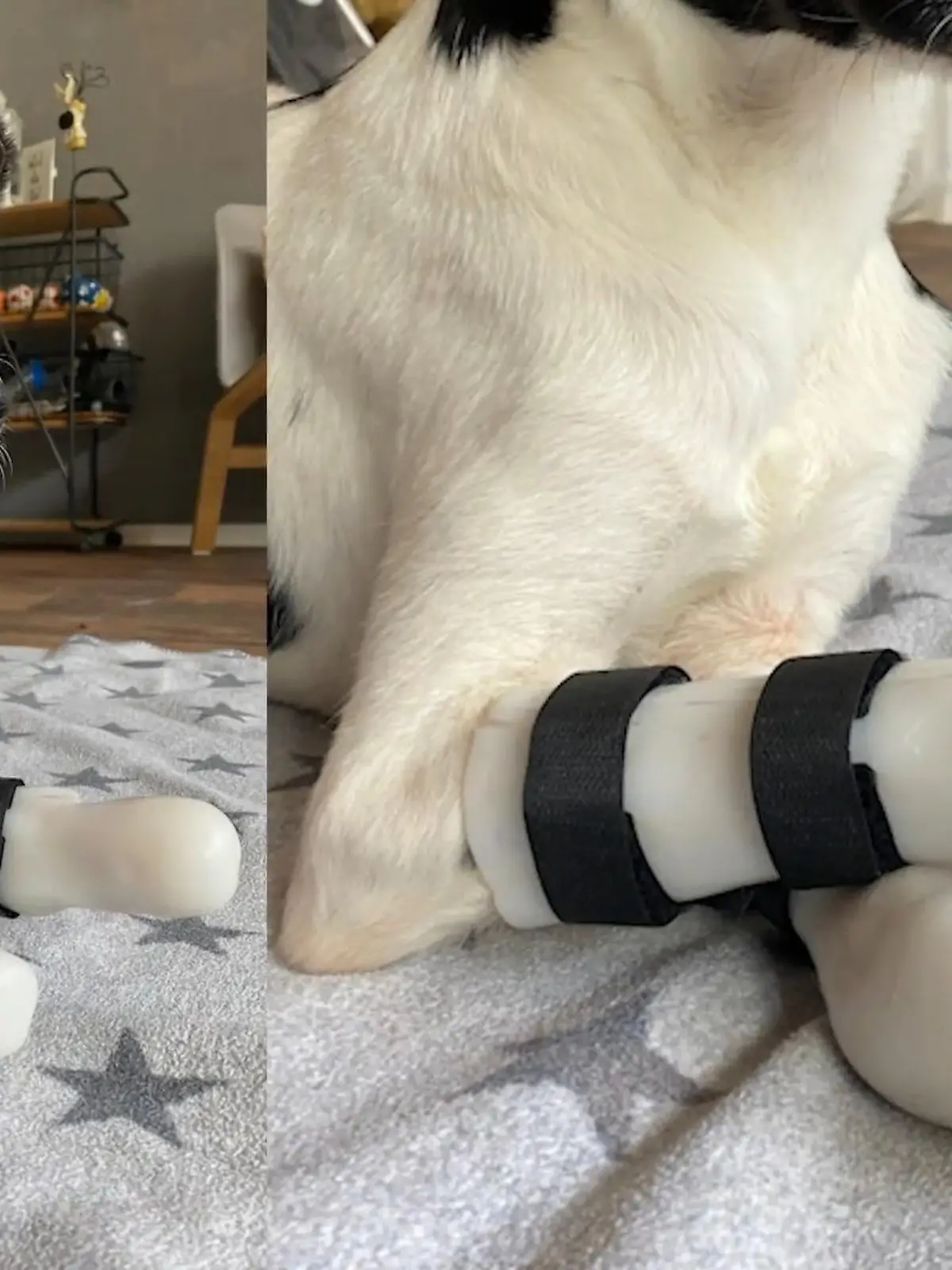 Mischling Bim sind die Qualen, die er hinter sich hat anzusehen. Tierquäler haben ihm alle vier Pfoten abgetrennt. Doch zum Glück helfen Tierschützer dem Kleinen jetzt wieder auf die Beine.