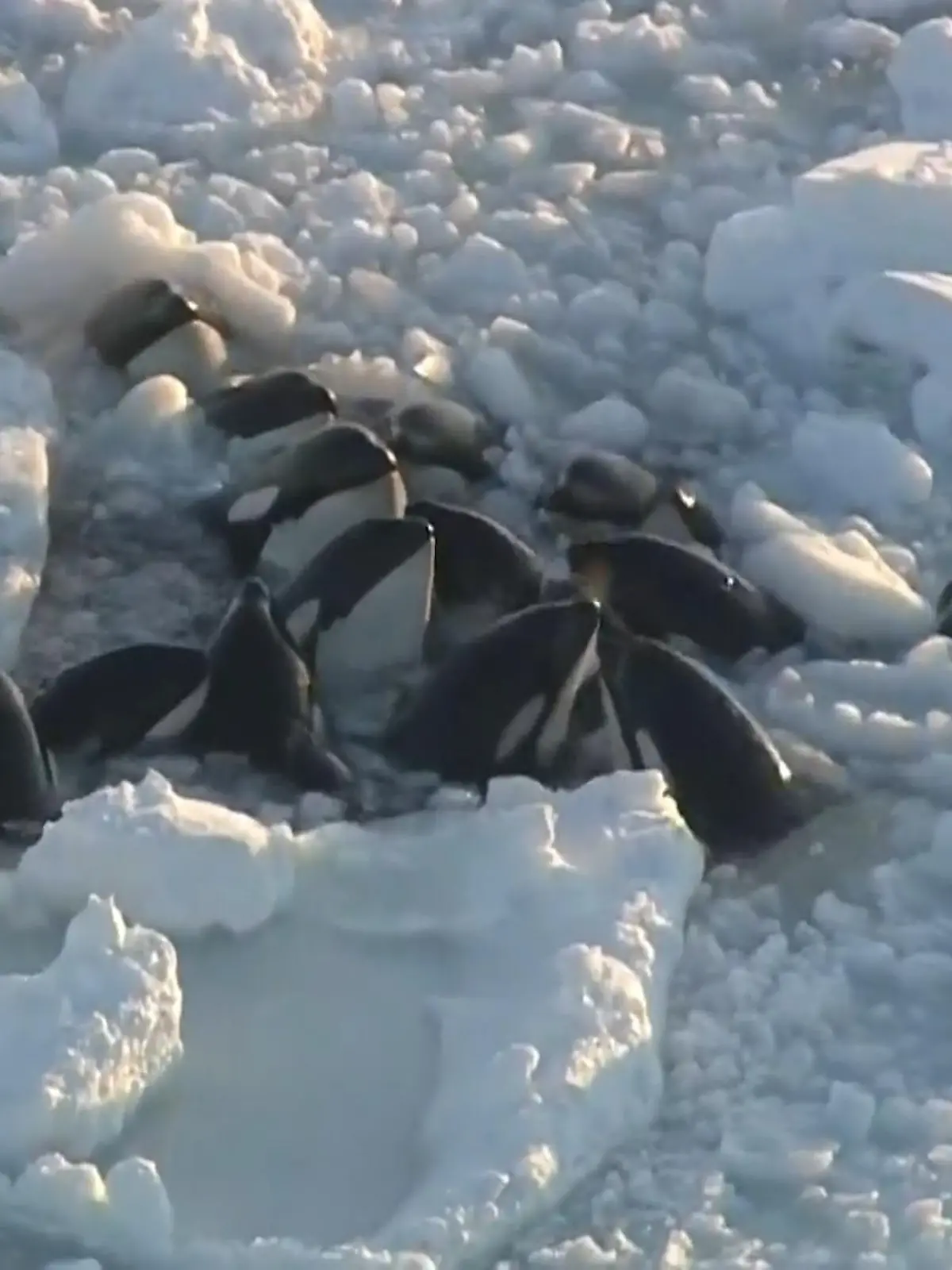 Es sind Bilder, an denen man verzweifeln könnte: Eine Gruppe Orca-Wale kämpft um Luft. Die Gruppe mit mindestens zehn Säugetieren findet keinen Weg aus dem dichten Eis und gerät immer mehr in Not. Aufgrund der Eisdichte ist es nicht möglich, sie per Schiff zu erreichen und zu retten. Die dramatischen Aufnahmen zeigen wir im Video.