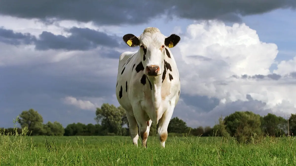  30.07.2004, Prangendorf, Mecklenburg-Vorpommern, DEU - Eine Kuh auf der Weide. Kuh, Kuehe, Rind, Rinder, Weide, Wiese, gefleckt, schwarz-weiss, Milchkuh, Freilandhaltung, Natur, Oekologie, oekologisch, Bioprodukt, Bioprodukte, Milch, Leder, Fleisch, Ernaehrung, Erholung, gruen, Wiederkaeuer, Herde, Maul, Oeko, Landwirtschaft, Viehhaltung, Milchproduktion, Nutztier, Nutzvieh, BSE, Saeugetier, Wolken, Himmel, Kumuluswolken, Viehwirtschaft, Landwirtschaft, Bauernhof, Angriff, Angriffslustig, Gefahr, gefaehrlich, Mecklenburg Vorpommern, Mecklenburg, Deutschland, QF, gefährlich, Kühe, Ökologie, ökologisch, Ernährung, grün, Wiederkäuer, Öko, Säugetier 00S100105.JPG MODEL RELEASE: YES MR:Y