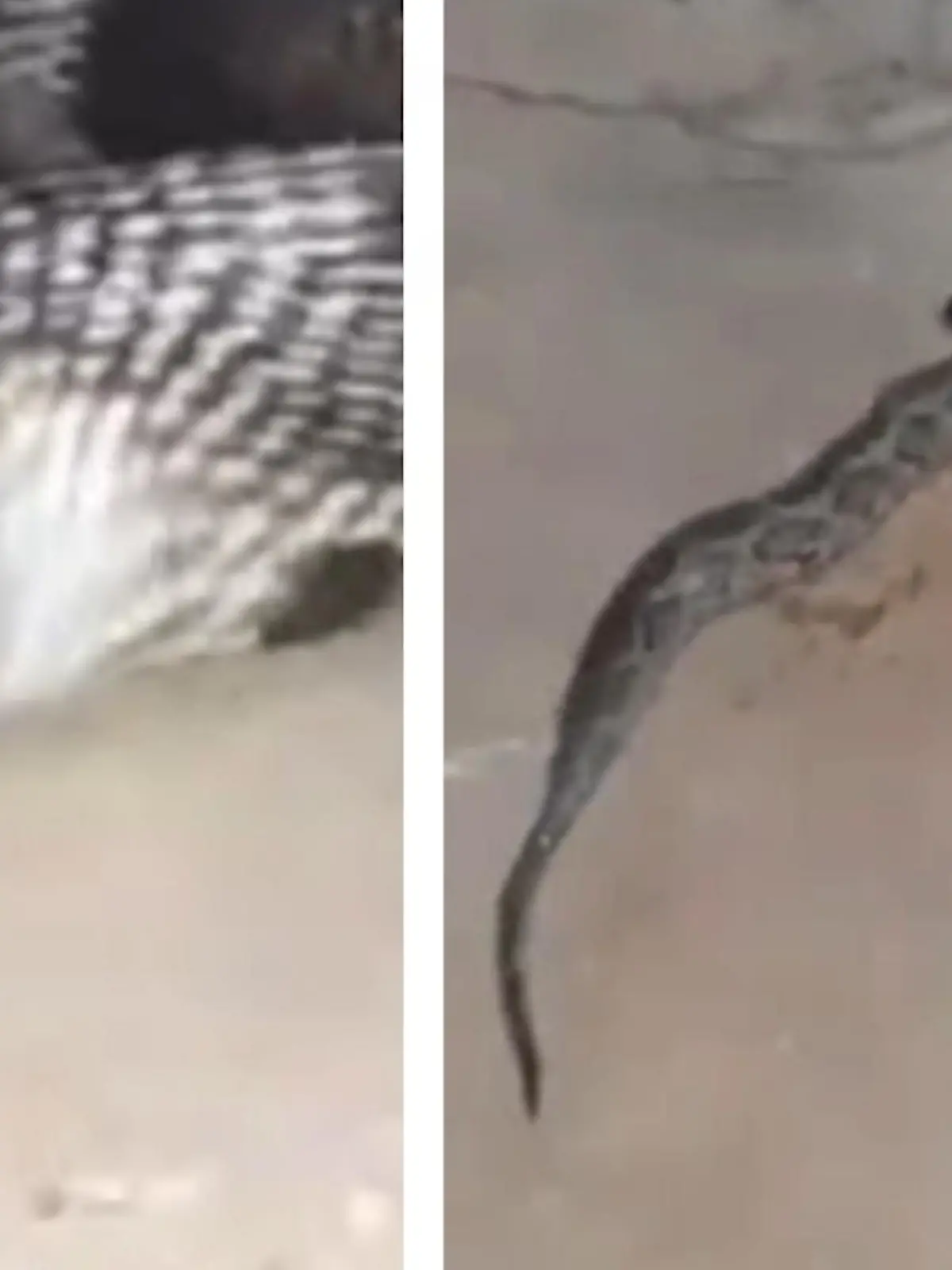 Anwohner aus Mysuru in Indien halten den Moment fest, als eine riesige Kobra gerade dabei ist ihren Artgenossen zu verspeisen. Die erstaunlichen Aufnahmen seht ihr im Video.
