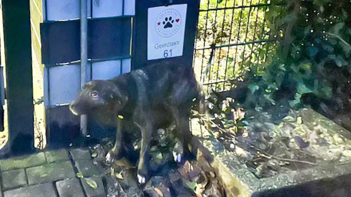 Die Hündin Yuma vor dem Tierheim Neumünster