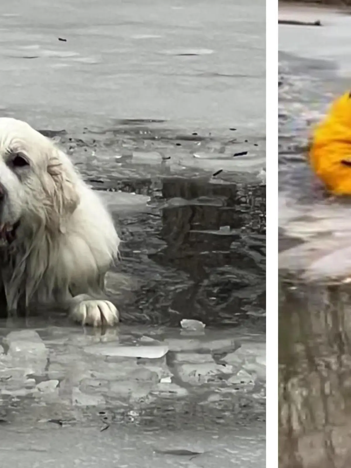Im US-Bundesstaat Illinois bricht eine Hündin durch die Eisfläche eines zugefrorenen Sees. Ihre Besitzerin kann das Tier nicht aus dem Wasser retten. Die Feuerwehr versucht alles, um den Hund aus dem Eiswasser zu bergen.