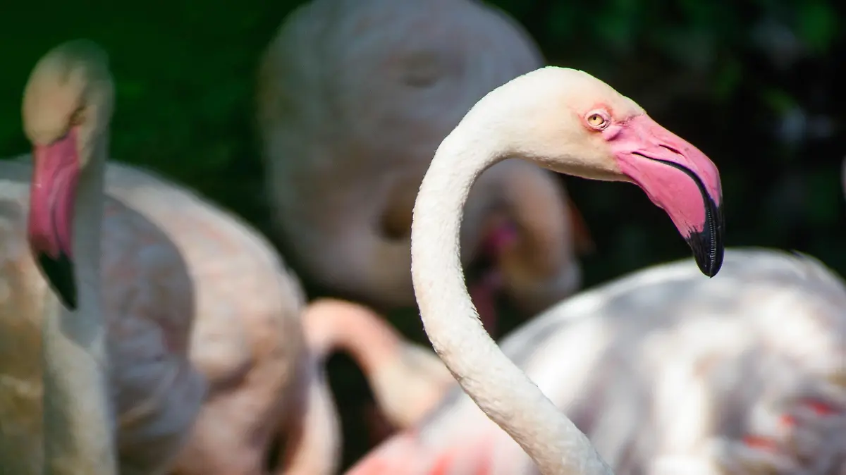 ARCHIV - 23.08.2018, Berlin: Der Flamingo Ingo steht an einem Vormittag im Sonnenlicht in einem kleinen See im Berliner Zoo neben seinen Artgenossen. Seit mehr als 65 Jahren lebt er im traditionsreichen Berliner Zoo: Ein Flamingo namens Ingo gilt dort als ältester Bewohner. (zu dpa: «Flamingo Ingo tot - ältester Bewohner des Berliner Zoos gestorben») Foto: Gregor Fischer/dpa +++ dpa-Bildfunk +++