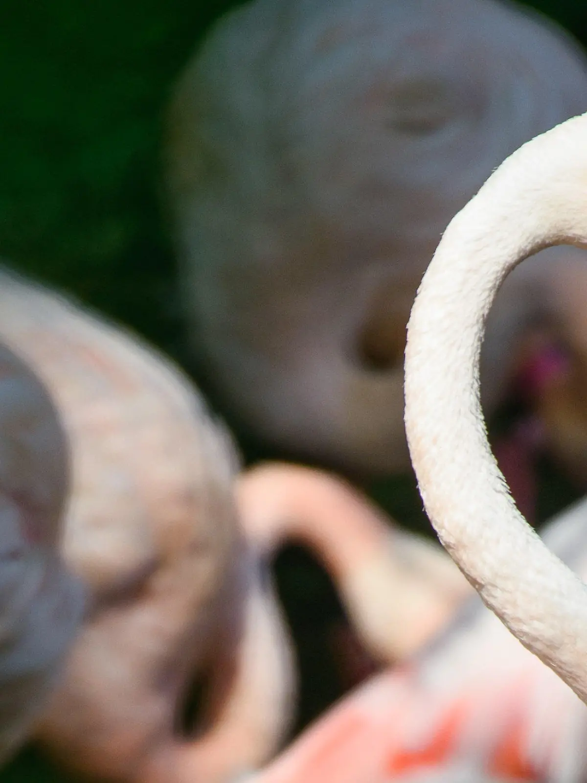ARCHIV - 23.08.2018, Berlin: Der Flamingo Ingo steht an einem Vormittag im Sonnenlicht in einem kleinen See im Berliner Zoo neben seinen Artgenossen. Seit mehr als 65 Jahren lebt er im traditionsreichen Berliner Zoo: Ein Flamingo namens Ingo gilt dort als ältester Bewohner. (zu dpa: «Flamingo Ingo tot - ältester Bewohner des Berliner Zoos gestorben») Foto: Gregor Fischer/dpa +++ dpa-Bildfunk +++