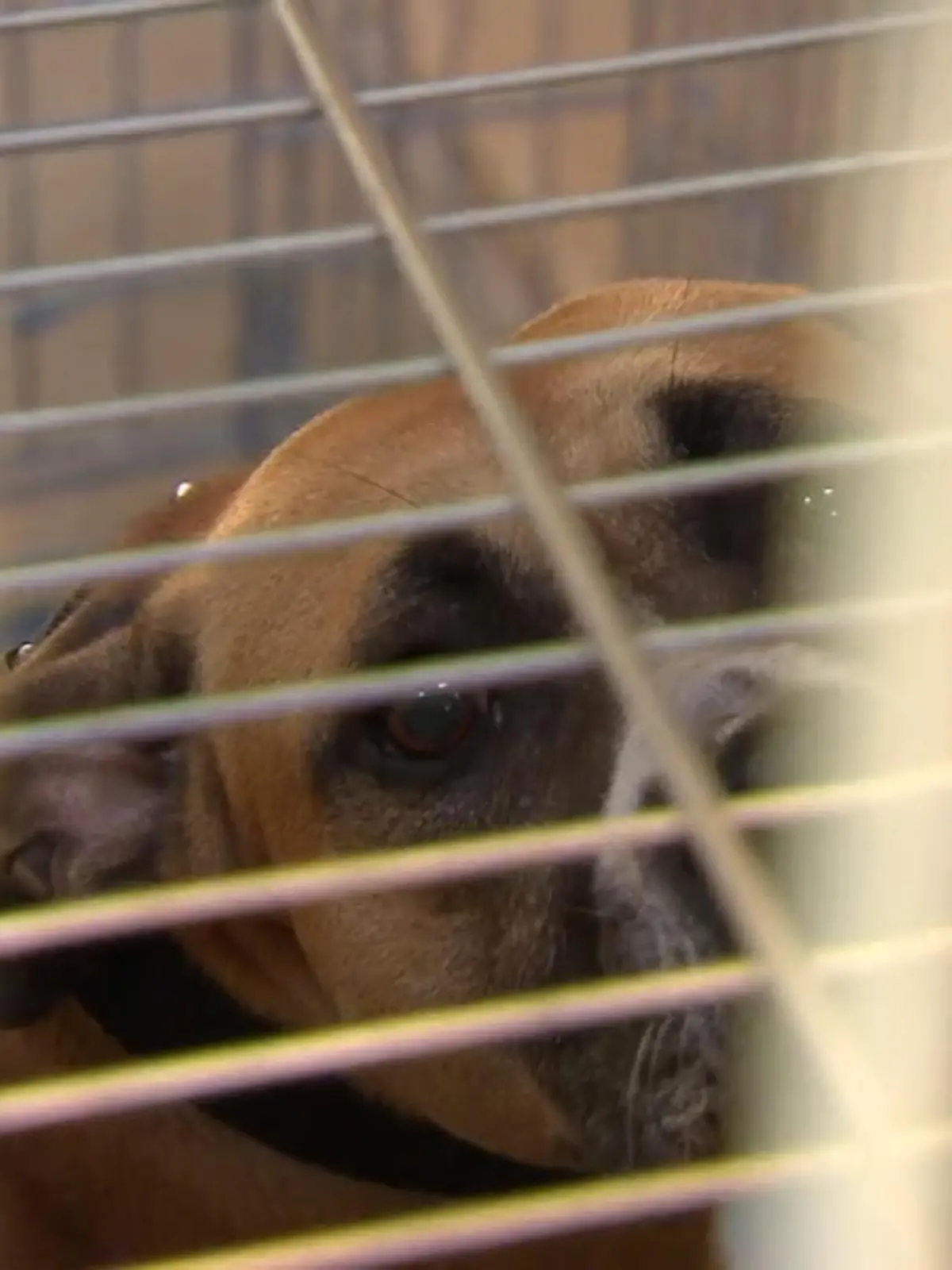 Tierheime in Deutschland haben es alles andere als leicht: Erst müssen sie die vielen Vierbeiner, die von ihren Besitzern nach dem Corona-Haustierboom wieder abgegeben wurden, beherbergen. Dann kamen die Tiere von Ukraine-Flüchtigen dazu – und jetzt schlägt auch noch die Energiekrise zu. Den Platz für Pfiffi und Bello warm zu halten, zwingt viele Einrichtungen in die Knie. Wie das Tierheim in Darmstadt (Hessen) mit den immensen Kosten umgeht und ob es eine Zukunft für die Vierbeiner-Pflege gibt – im Video!