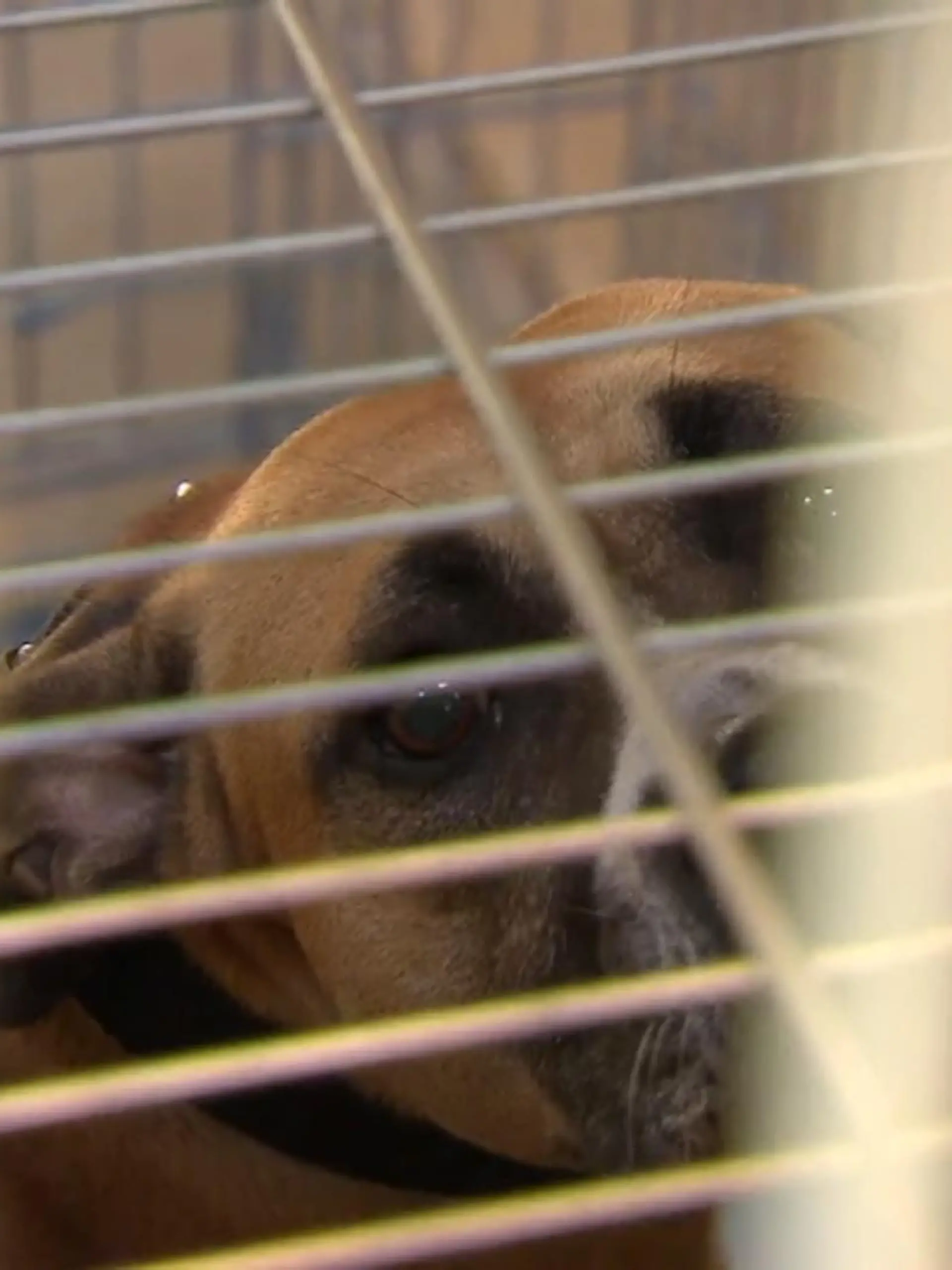 Tierheime in Deutschland haben es alles andere als leicht: Erst müssen sie die vielen Vierbeiner, die von ihren Besitzern nach dem Corona-Haustierboom wieder abgegeben wurden, beherbergen. Dann kamen die Tiere von Ukraine-Flüchtigen dazu – und jetzt schlägt auch noch die Energiekrise zu. Den Platz für Pfiffi und Bello warm zu halten, zwingt viele Einrichtungen in die Knie. Wie das Tierheim in Darmstadt (Hessen) mit den immensen Kosten umgeht und ob es eine Zukunft für die Vierbeiner-Pflege gibt – im Video!
