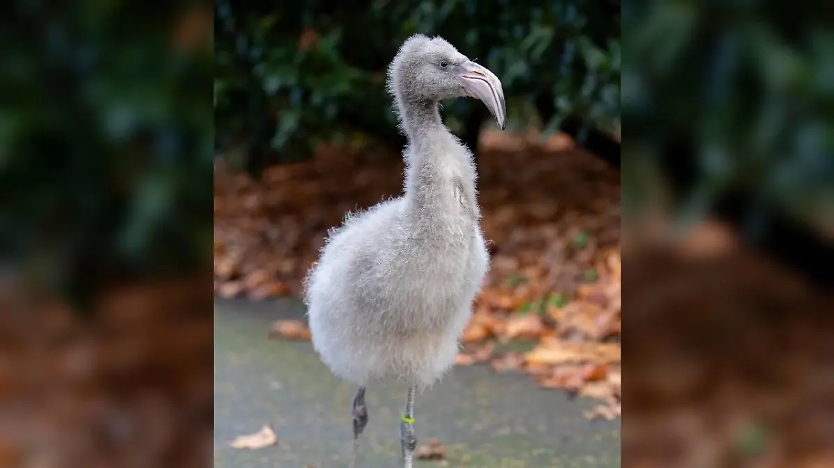 Der Woodland Park Zoo freut sich über sechs gesunde Flamingo-Küken.