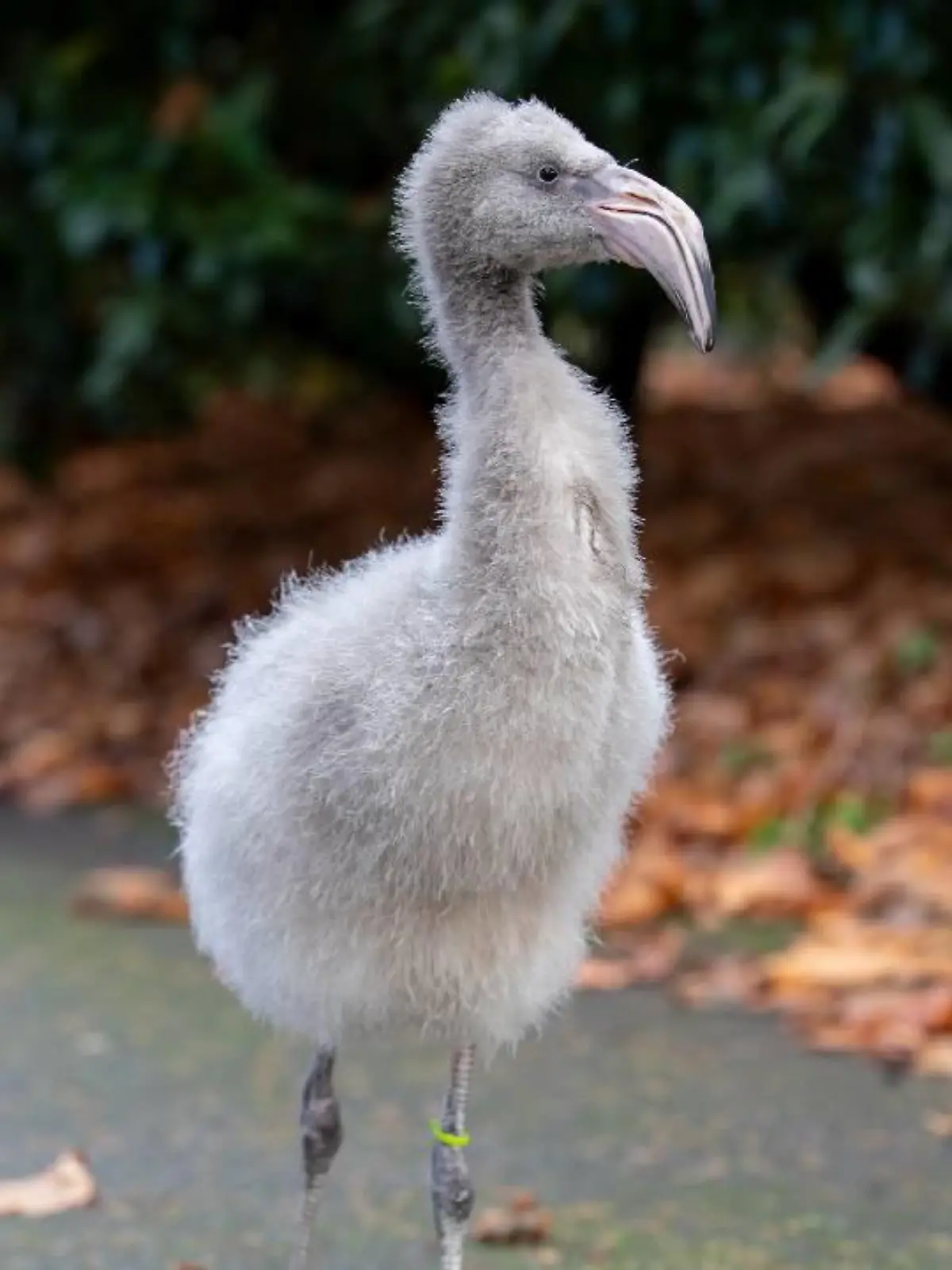 Der Woodland Park Zoo freut sich über sechs gesunde Flamingo-Küken.