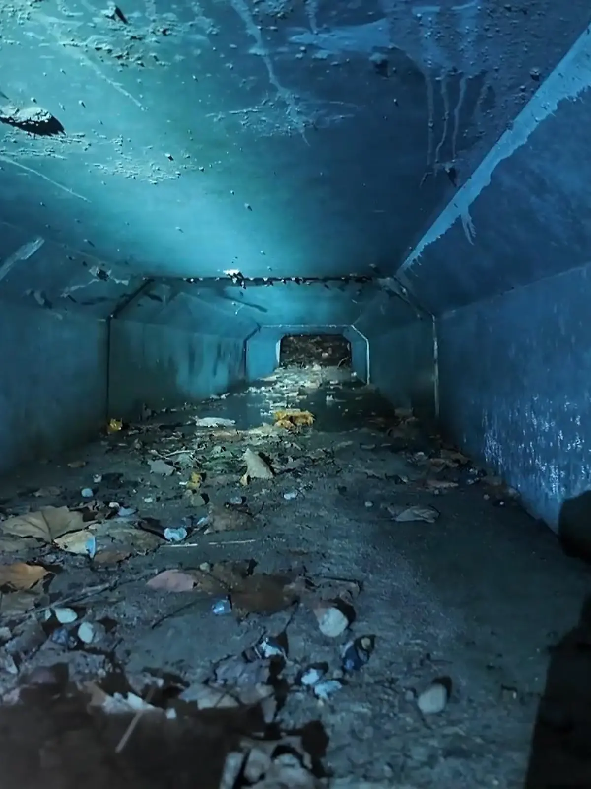 Ein Krötentunnel in Hamburg-Blankenese sorgt für ordentlich Wirbel: Denn er kostet die Stadt rund 500.000 Euro! Dabei sagt der Bund der Steuerzahler: Eine Nummer kleiner hätte es vielleicht auch getan. Wie der Tunnel von den Kröten angenommen wird, hat sich unsere Reporterin bei bestem Regenwetter mal selbst angeschaut.