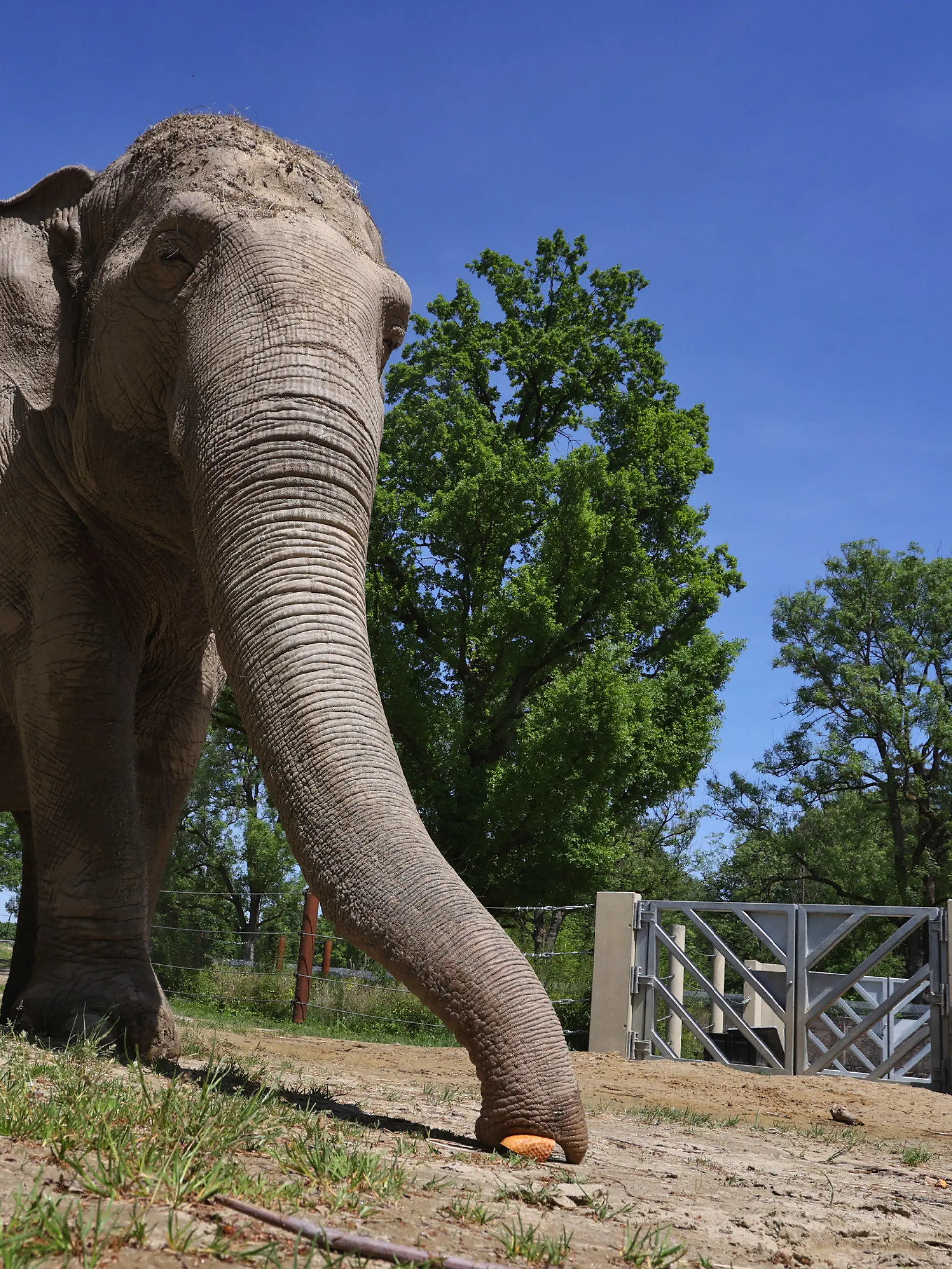 ARCHIV - 18.05.2022, Bayern, Augsburg: Die 67-jährige asiatische Elefantenkuh Targa greift im Freigelände des Elefantenhauses im Augsburger Zoo mit ihrem Rüssel nach einem Stück Brot.Mit 67 Jahren war Targa nach Angaben des Zoos in Augsburg der älteste Elefant Deutschlands. Nun ist sie gestorben. Das berichtete die «Augsburger Allgemeine» am Montag unter Berufung auf Zoo-Kurator Lipp. (zu dpa «Deutschlands ältester Elefant mit 67 Jahren gestorben») Foto: Karl-Josef Hildenbrand/dpa +++ dpa-Bildfunk +++