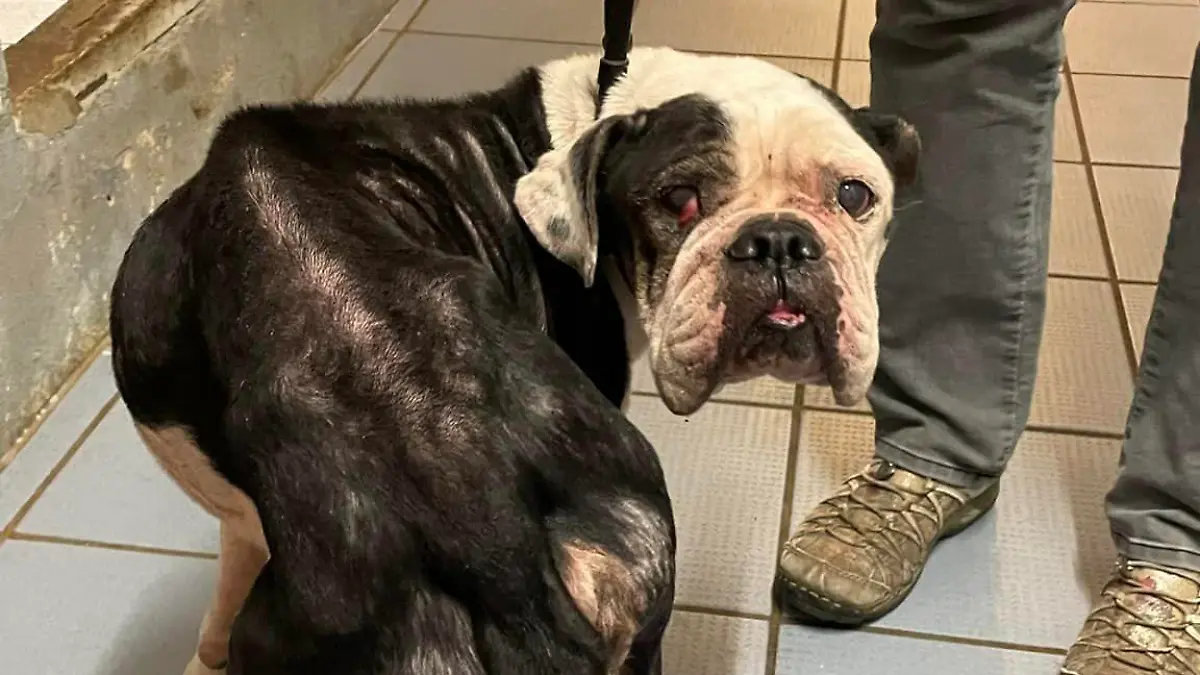 Trauriges Tier-Schicksal in Wolgast: Bulldog-Dame „Rosi“ war tagelang mit totem Halter allein