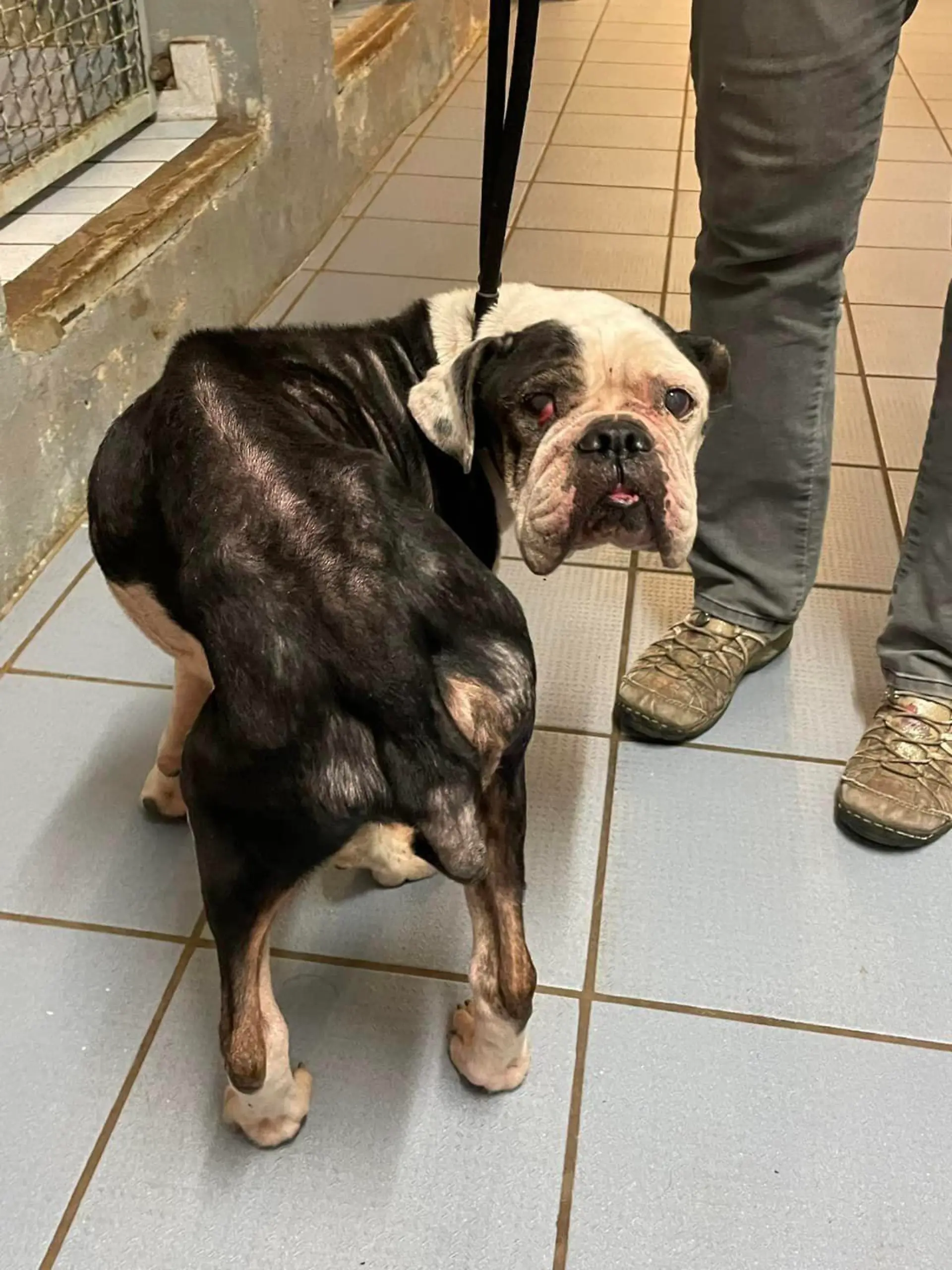 Trauriges Tier-Schicksal in Wolgast: Bulldog-Dame „Rosi“ war tagelang mit totem Halter allein
