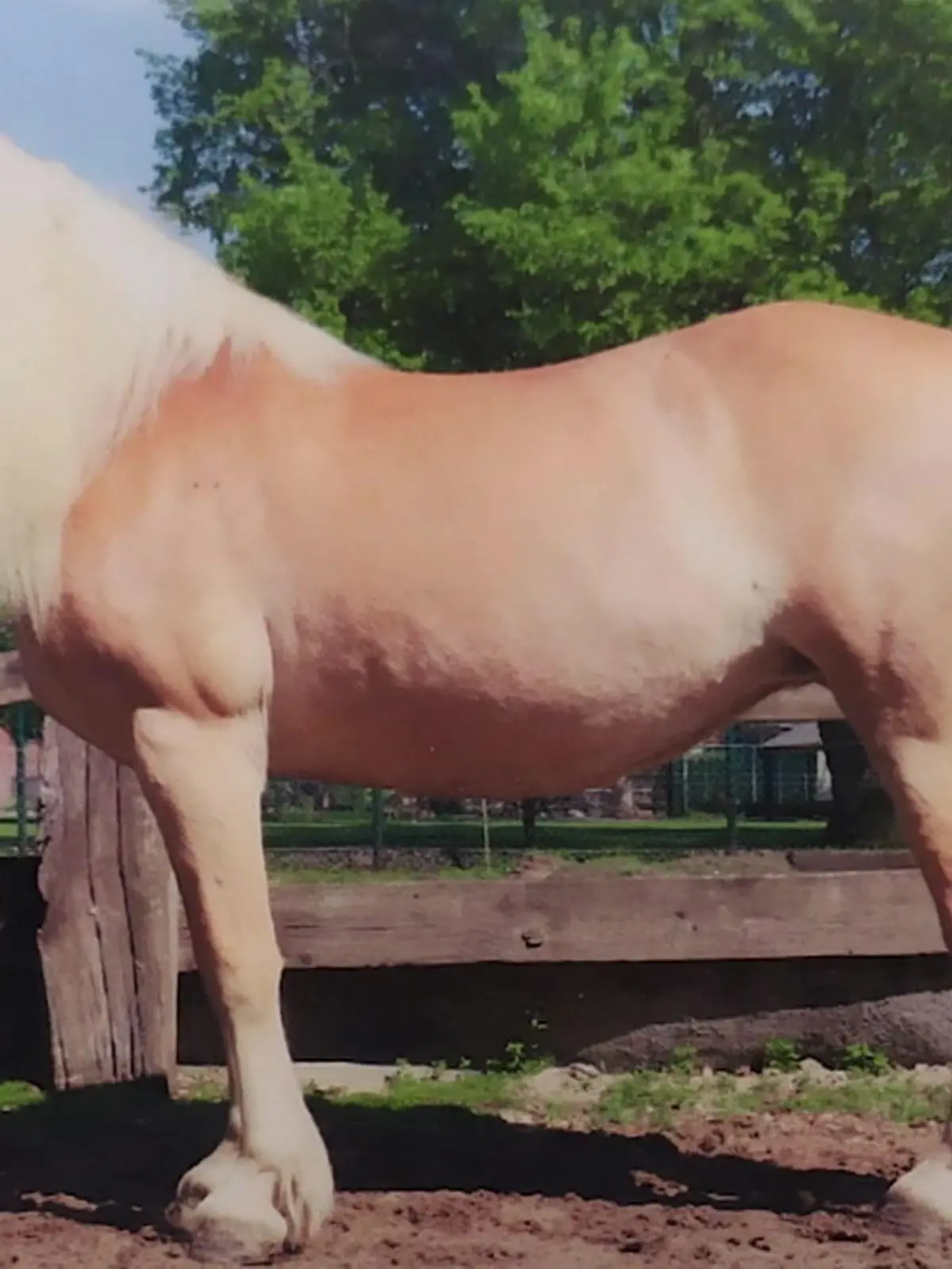 Bild zu: "Jäger erschießt Pferd Edda – vor ihrem Tod schaute sie ihn noch traurig an und hoffte auf seine Hilfe"