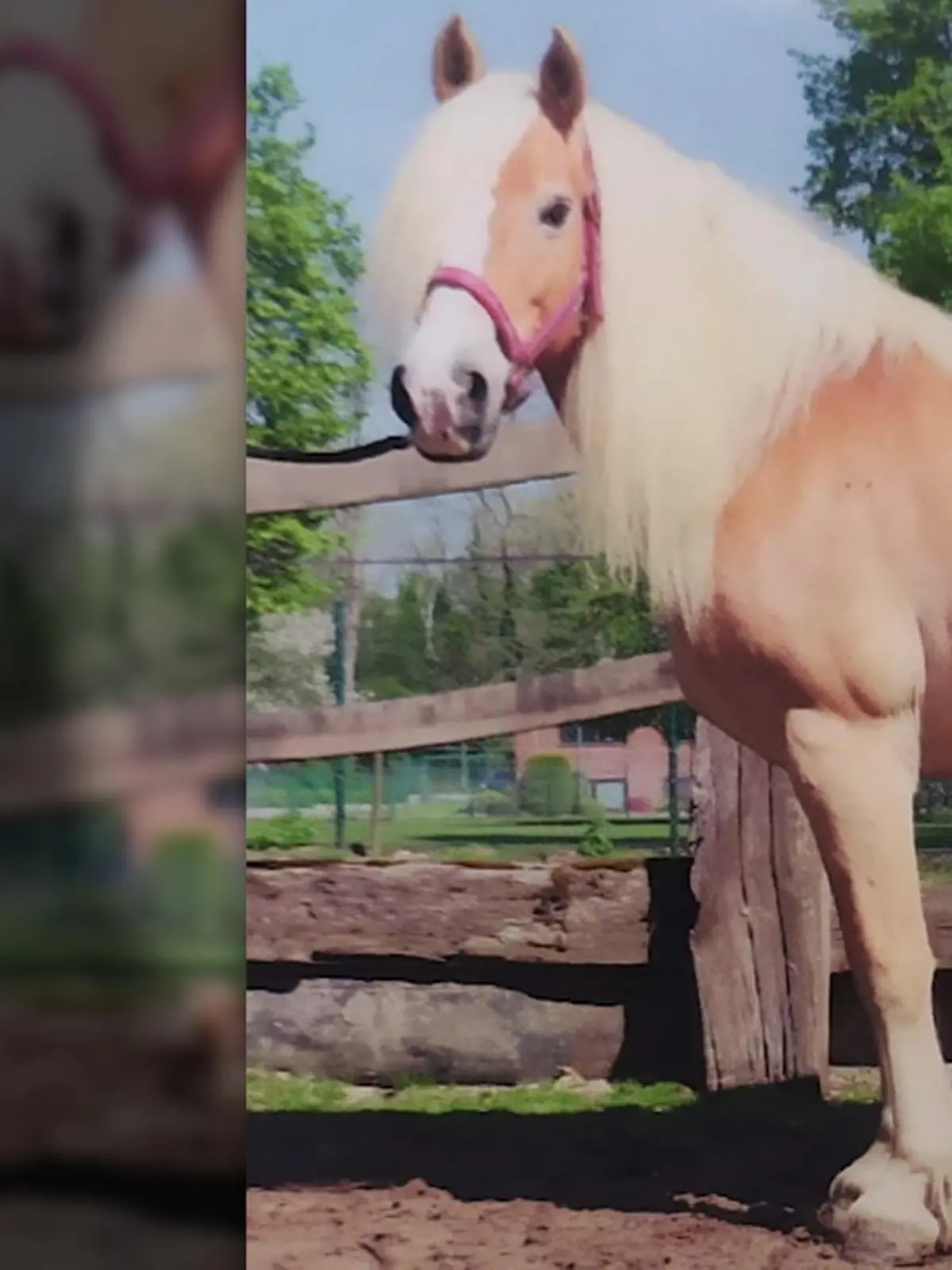 Bild zu: "Jäger erschießt Stute Edda – vor ihrem Tod schaute sie ihn noch traurig an und hoffte auf seine Hilfe"