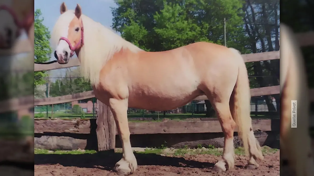 vms_65c654637fff2cdfcb0b0268_video-thumbnail