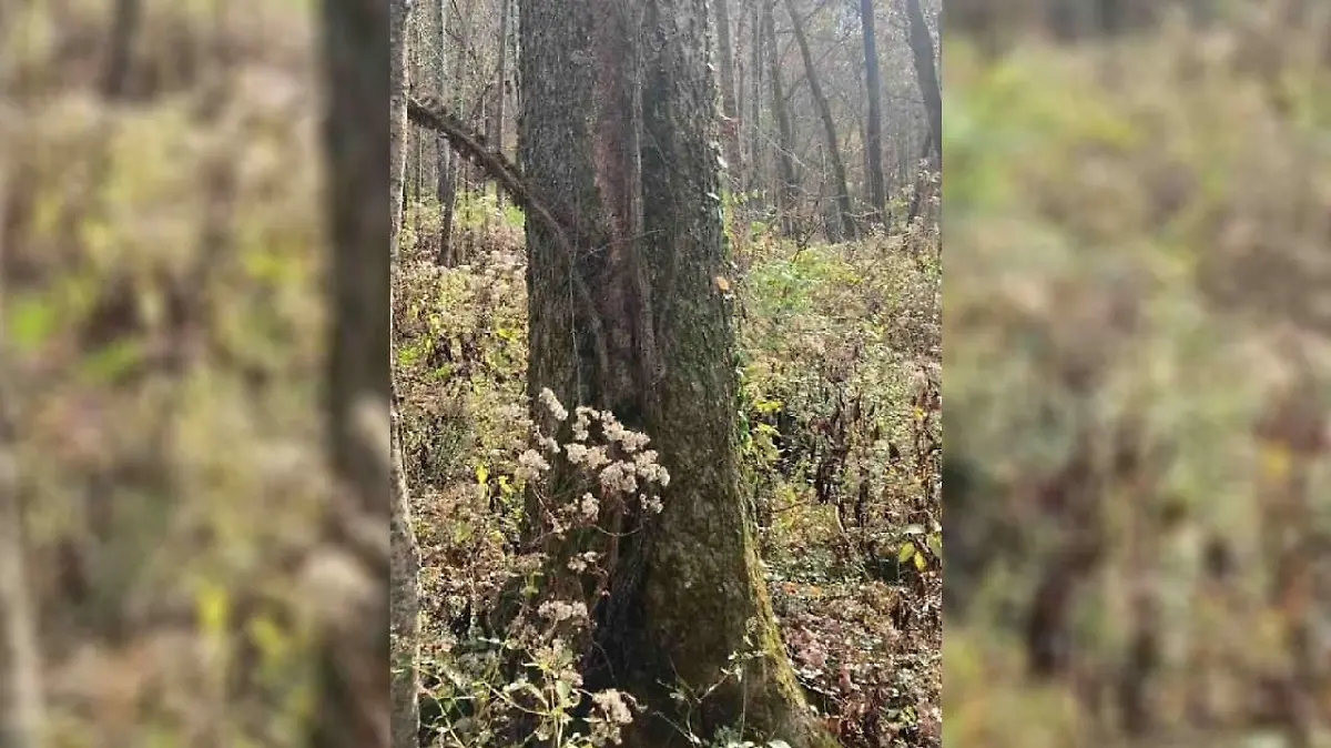 Na, wo steckt hier das Eichhörnchen? 