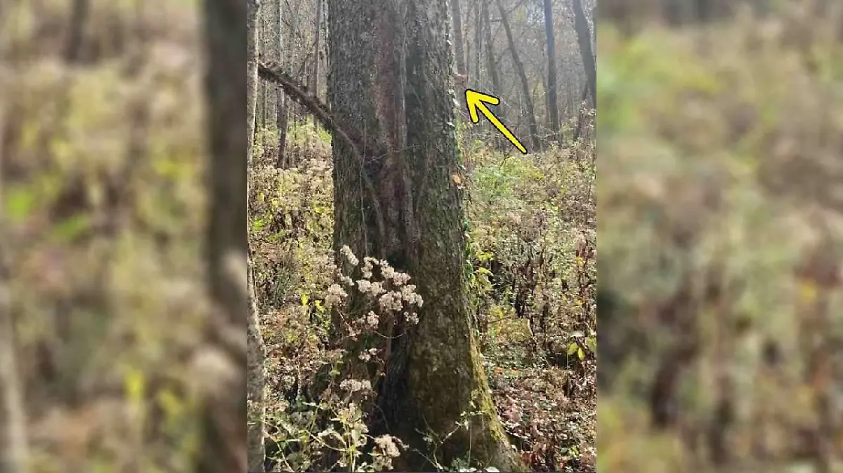 Na, da ist es ja! Ohne den Pfeil ist der kleine Nager auf dem Suchbild aber wirklich kaum zu finden ...
