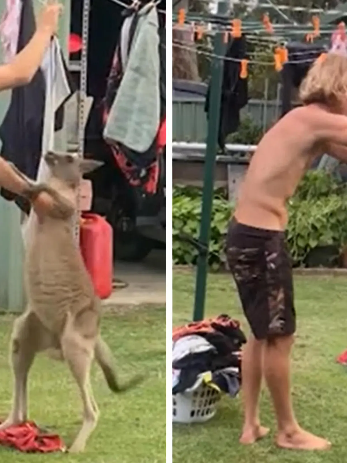 Ein Känguru hilft im Haushalt? In Australien passiert das wohl einfach mal – so auch bei Charlie Hubbard. Der 21-Jährige hängt gerade seine Wäsche im Garten ab, als ein Känguru dazu springt und ihm die Wäsche von der Leine reißt. Zunächst ist es sichtlich angetan, doch schon bald scheint die Stimmung zu kippen.