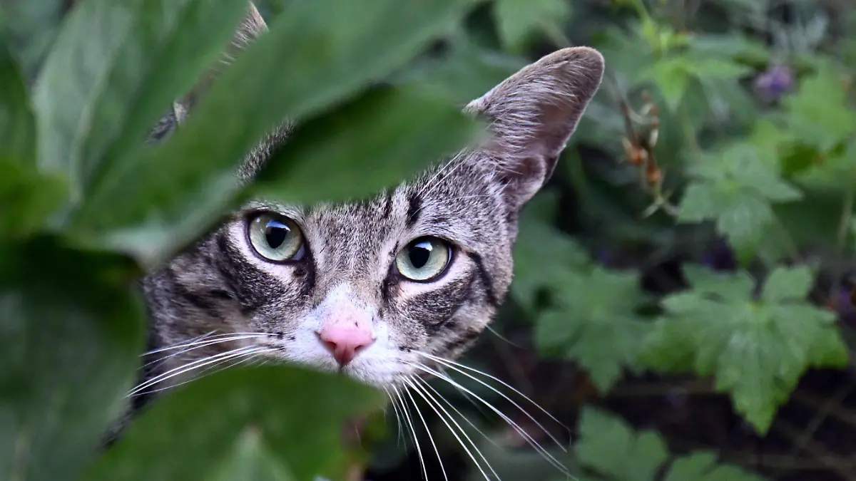 06.07.2023, Nordrhein-Westfalen, Köln: Eine Katze läuft durch einen Garten. In Nordrhein-Westfalen wechseln sich in den kommenden Tagen Regen und Sonne ab. Am Donnerstag sind im Tagesverlauf vereinzelt Schauer möglich, wie der Deutsche Wetterdienst (DWD) in Offenbach mitteilte. Im Süden bleibt es dafür meist heiter und trocken. Die Temperaturen steigen auf 21 bis 25 Grad. Heiß wird es dann mit bis zu 31 Grad am Freitag. Foto: Federico Gambarini/dpa +++ dpa-Bildfunk +++
