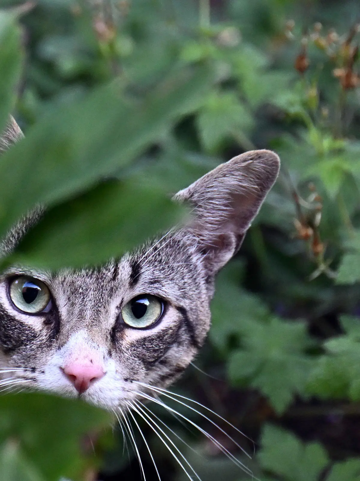 06.07.2023, Nordrhein-Westfalen, Köln: Eine Katze läuft durch einen Garten. In Nordrhein-Westfalen wechseln sich in den kommenden Tagen Regen und Sonne ab. Am Donnerstag sind im Tagesverlauf vereinzelt Schauer möglich, wie der Deutsche Wetterdienst (DWD) in Offenbach mitteilte. Im Süden bleibt es dafür meist heiter und trocken. Die Temperaturen steigen auf 21 bis 25 Grad. Heiß wird es dann mit bis zu 31 Grad am Freitag. Foto: Federico Gambarini/dpa +++ dpa-Bildfunk +++