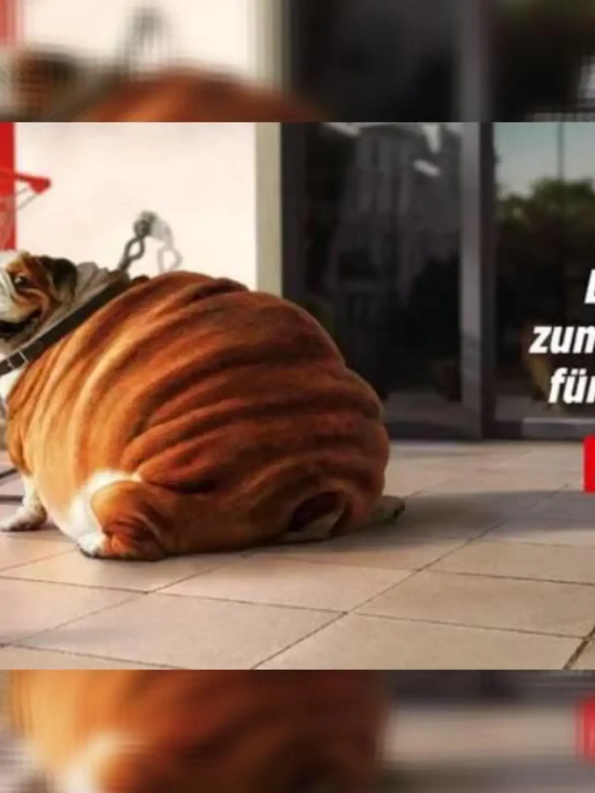 Der Discounter Denner wirbt mit fettleibigen Hunden.