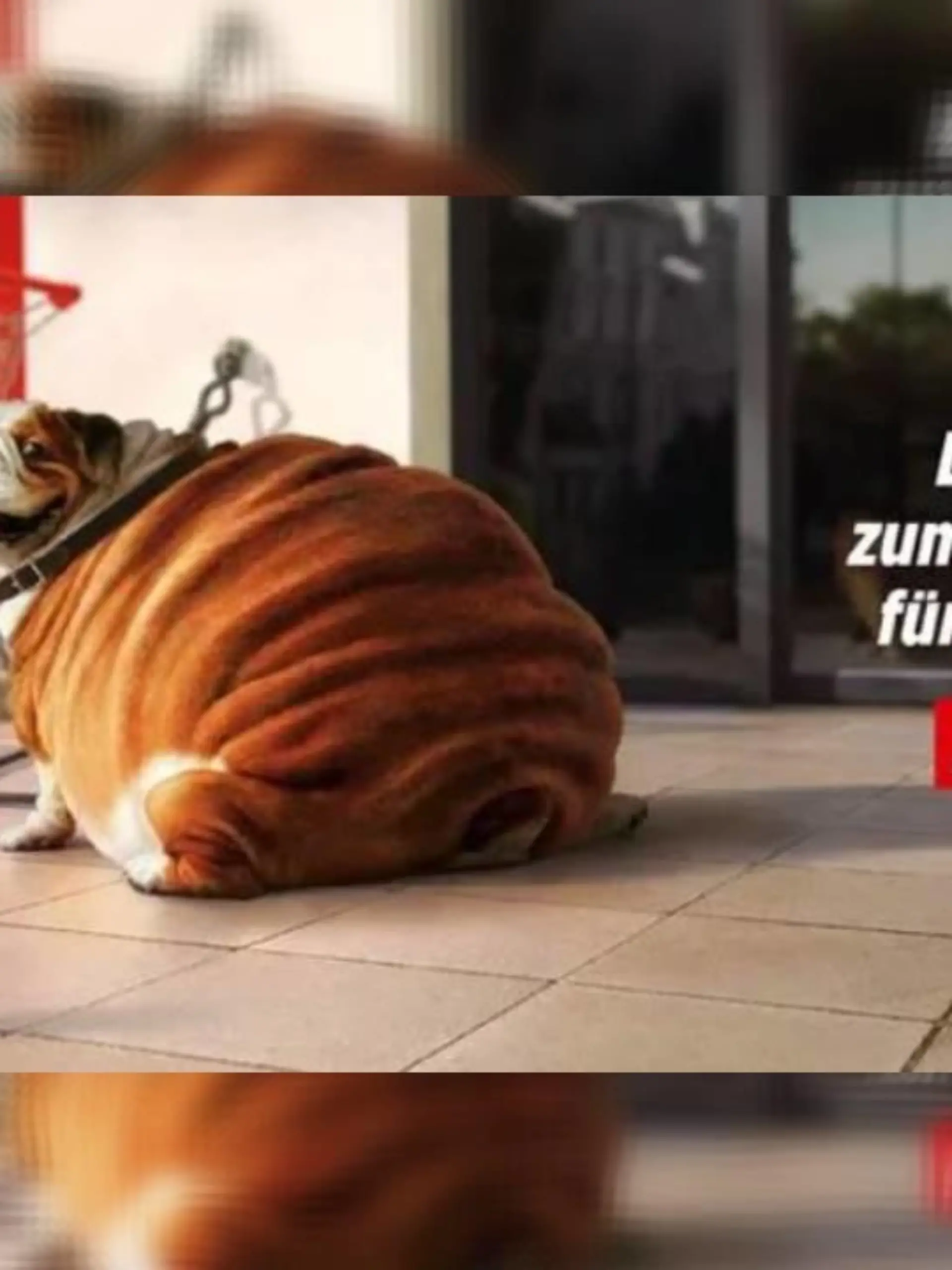 Der Discounter Denner wirbt mit fettleibigen Hunden.