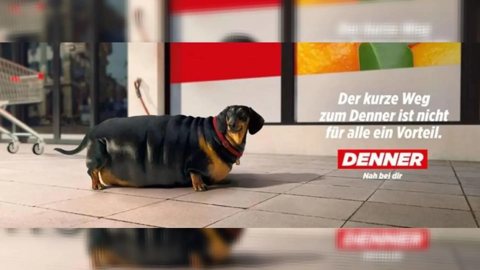 Auch Dackel sind vor den Werbekampagnen des Discounters nicht sicher.