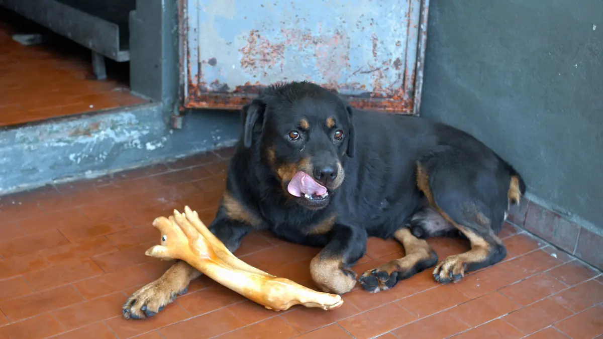 Italy, Manziana - Rome - February 11, 2024 Paolo Pasqualini (50) is dead after being attacked by three Rottweiler dogs while jogging in a park of the town Manziana, near Rome Archive photo