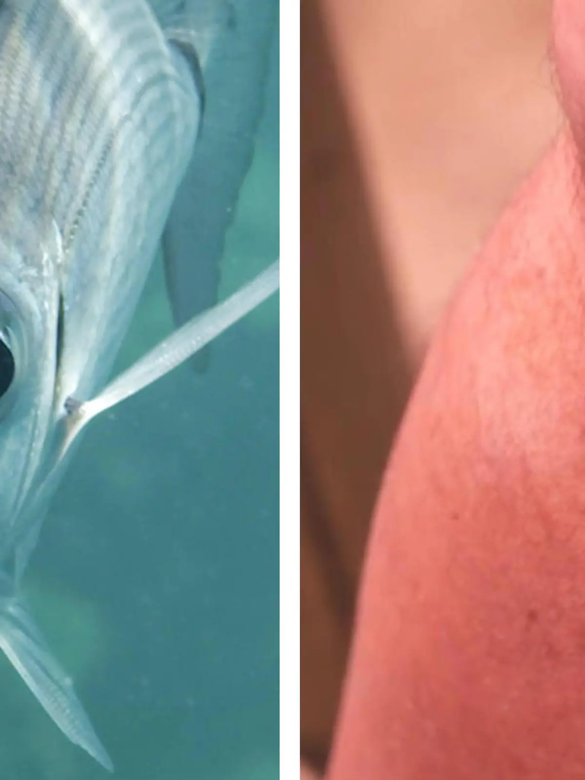 Sie terrorisieren gerade Mallorcas Urlauber: kleine, blaue Fische. Offenbar handelt es sich dabei um sogenannte Geißbrassen, die die nackten Beine der Badegäste wortwörtlich zum Fressen gern haben. Die kleinen Tierchen greifen laut den Behörden dieses Jahr nämlich besonders häufig an.