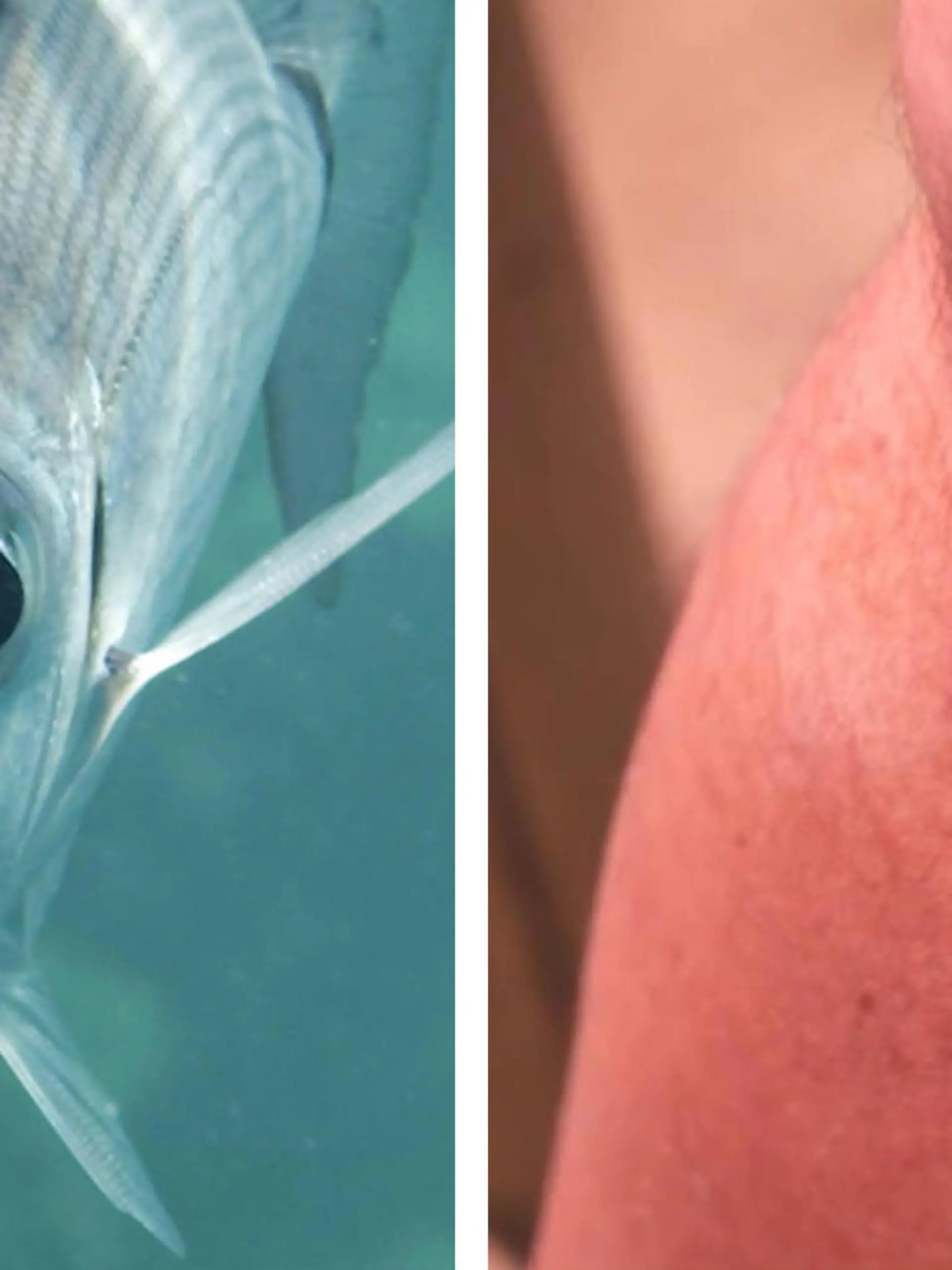 Sie terrorisieren gerade Mallorcas Urlauber: kleine, blaue Fische. Offenbar handelt es sich dabei um sogenannte Geißbrassen, die die nackten Beine der Badegäste wortwörtlich zum Fressen gern haben. Die kleinen Tierchen greifen laut den Behörden dieses Jahr nämlich besonders häufig an.