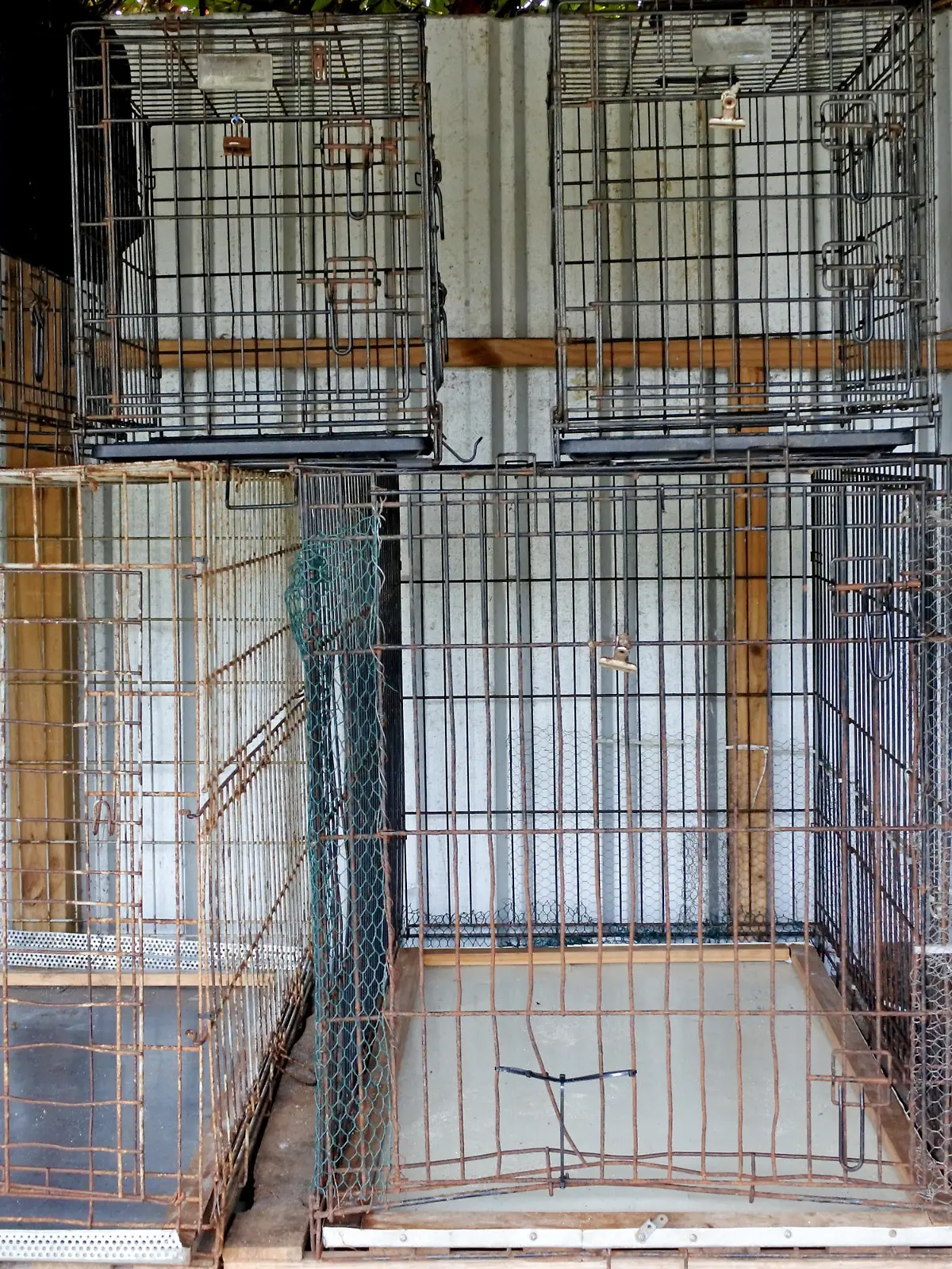 Empty metal cages in animal shelter. Animal care concept. and background