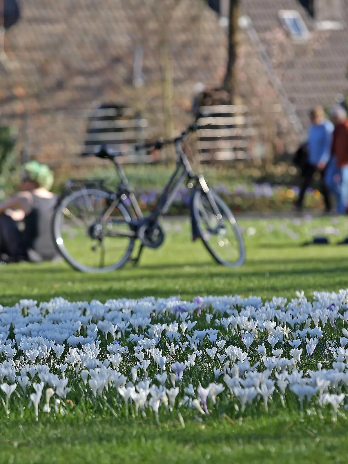 Ein wunderschoener Fruehlingstag Tag bei angenehmen Temperaturen und Traumwetter lockt die Menschen in den Schlossgarten am Oberen Schloss, Krokusse bluehen auf der Wiese Fruehling im Siegerland am 21.03.2019 in Siegen/Deutschland. *** A wonderful spring day day with pleasant temperatures and dream weather attracts the people in the castle garden at the upper castle Krokusse bloehen auf der Wiese Fruehling in the Siegerland on 21 03 2019 in Siegen Germany.  