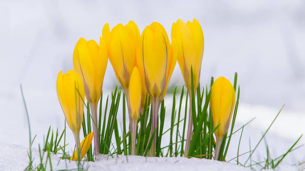 Creative Highlights World Kleiner Krokus, Balkan-Krokus, Balkankrokus, Gelber Krokus Crocus chrysanthus, Gruppe blueht im Schnee yellow crocus Crocus chrysanthus, Group blooming in snow BLWS651191 *** Small crocus, Balkan crocus, Balkan crocus, Yellow crocus Crocus chrysanthus , Group blooming in snow yellow crocus Crocus chrysanthus , Group blooming in snow BLWS651191 Copyright: xblickwinkel/M.xKuehnx