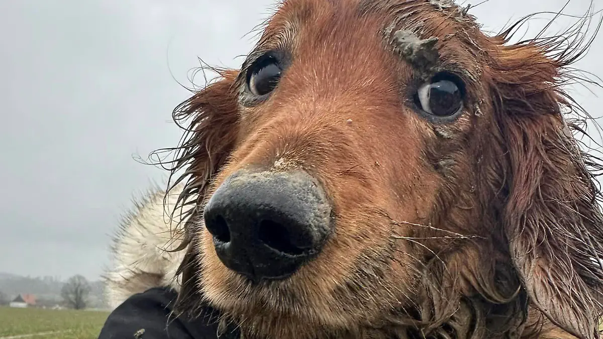 Den unschuldigen Hundeblick hat Dasty auf jeden Fall drauf!