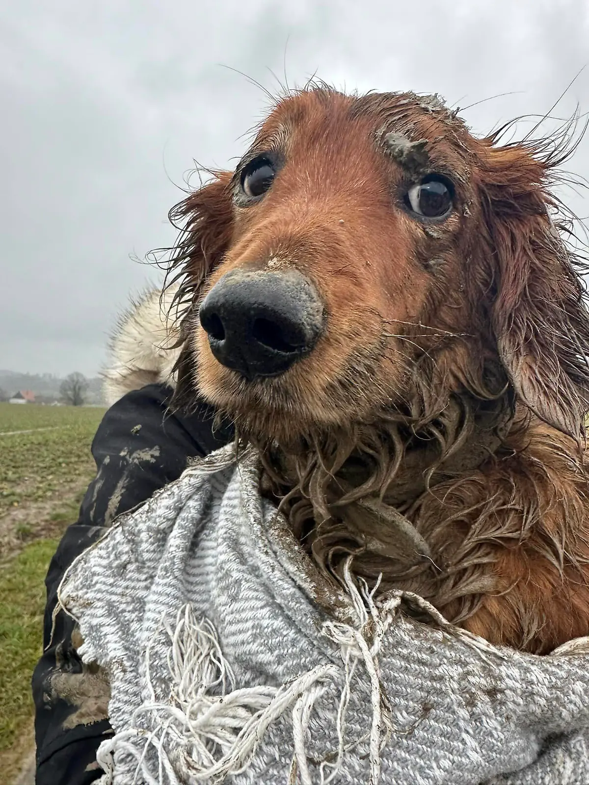 Den unschuldigen Hundeblick hat Dasty auf jeden Fall drauf!