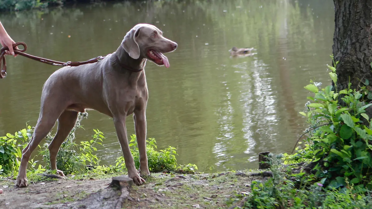 Woman with Weimaraner on leash Frau mit Weimaraner an der Leine / Ruede