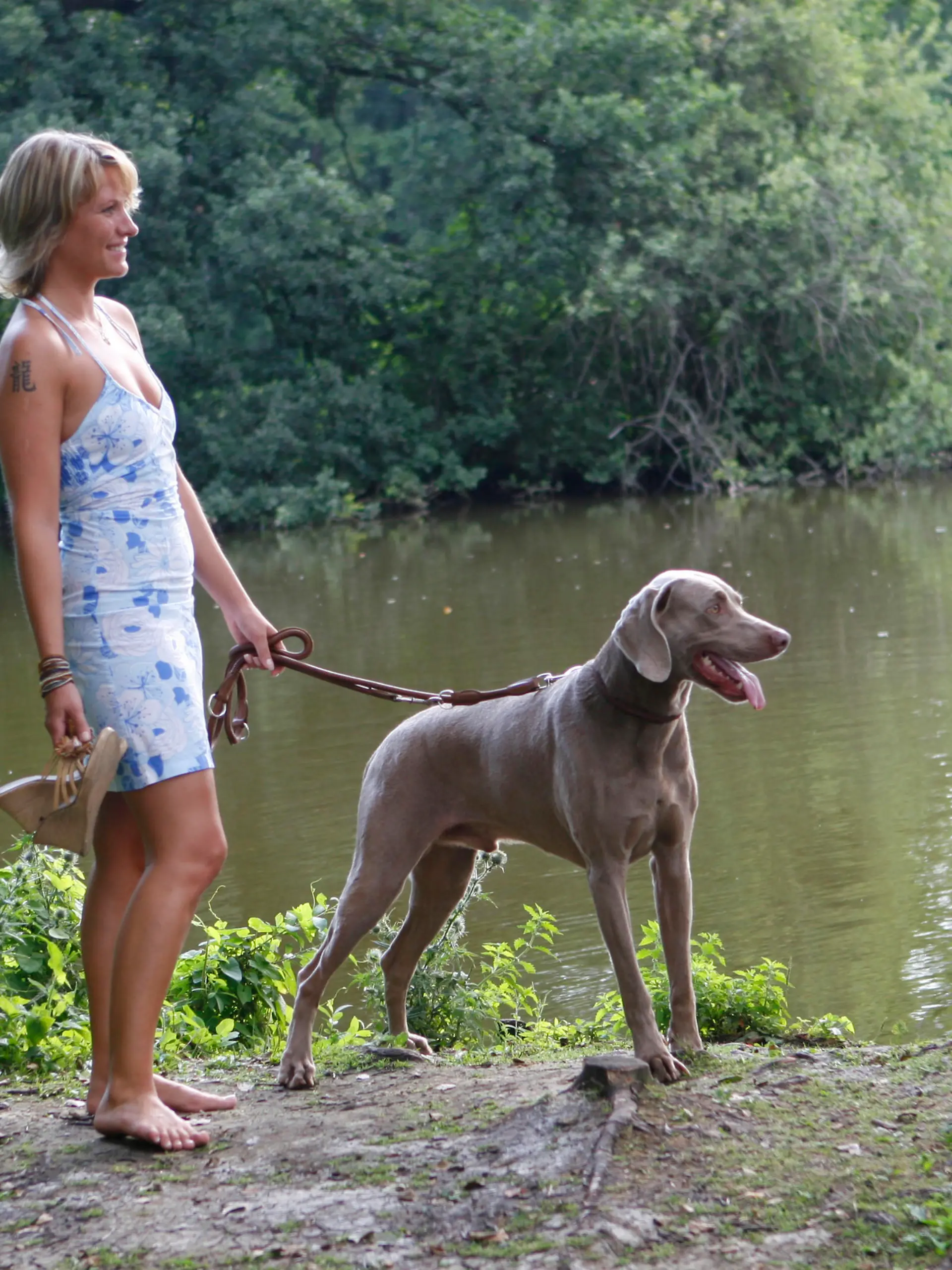 Woman with Weimaraner on leash Frau mit Weimaraner an der Leine / Ruede