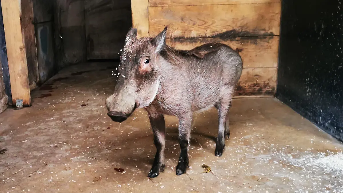 Warzenschwein Tobi lebte bis Anfang Februar im Zoo Osnabrück.