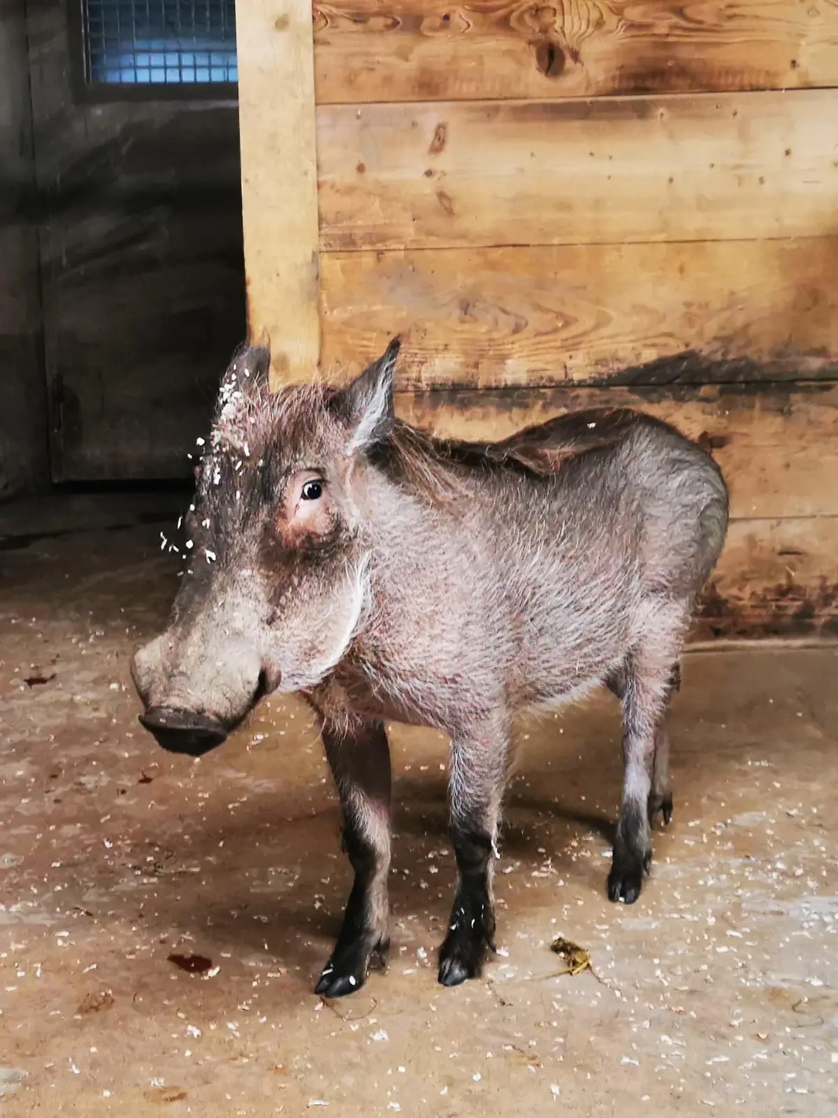 Warzenschwein Tobi lebte bis Anfang Februar im Zoo Osnabrück.